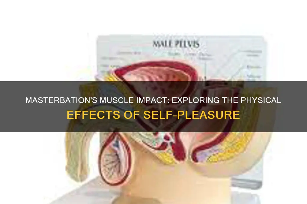 what muscle does masterbation work
