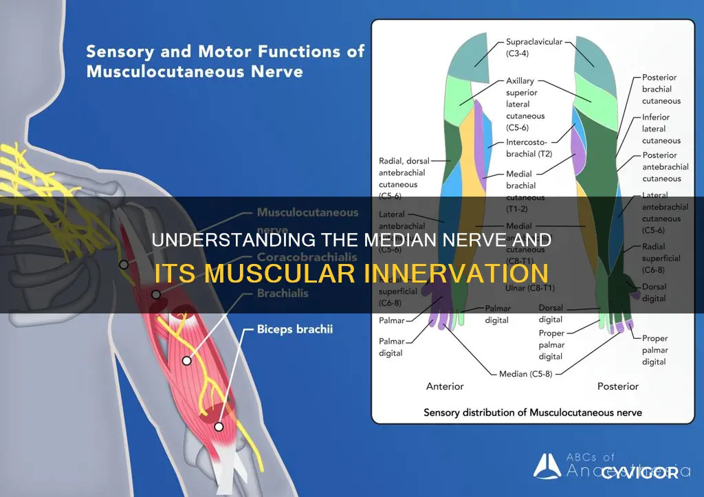 what muscle does median innervate