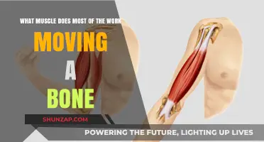 Which Muscle Primarily Moves Bones? Understanding Key Muscular Functions