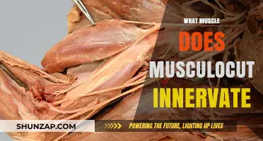 Musculocutaneous Nerve: The Muscles It Innervates and Their Functions