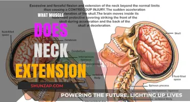 Neck Extension: Which Muscles Are Involved?