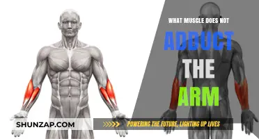 Muscles That Don't Adduct the Arm: Understanding Their Roles