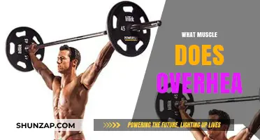 Overhead Movement: Which Muscles Are Involved?