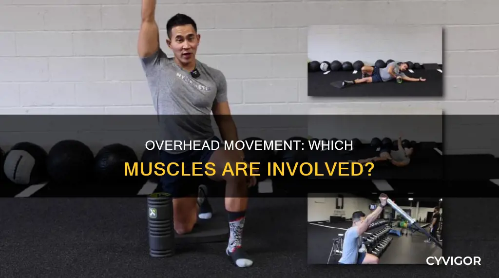 what muscle does overhea