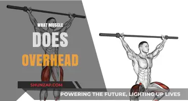 Overhead Workouts: Which Muscles Are Targeted?
