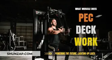 What Muscle Does Pec Deck Work? Targeted Chest Strengthening Explained