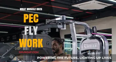 Pec Fly Workout: Targeting Chest Muscles for Strength and Definition