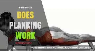 Planking Power: Target Muscles and Core Strength Benefits Revealed