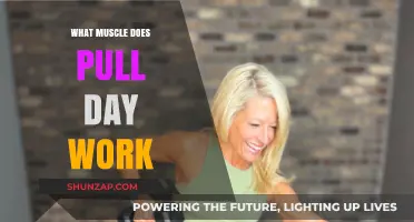 Pull Day Muscles: Targeting Back, Biceps, and Rear Shoulders Effectively
