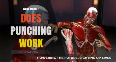 Punching Power: Key Muscles Engaged in Every Strike Explained