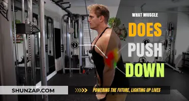 Push Downs: Which Muscles Are Targeted?