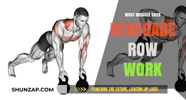 Renegade Row Muscles: Core, Back, and Shoulder Engagement Explained