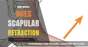 Scapular Retraction: Which Muscles Are Involved and Why?