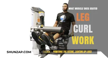 Seated Leg Curl: Targeting Hamstrings for Strength and Stability