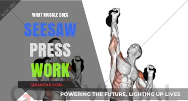 Seesaw Press: Targeted Muscles and Benefits Explained