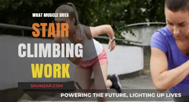 Stair Climbing Benefits: Target Muscles and Full-Body Workout Explained