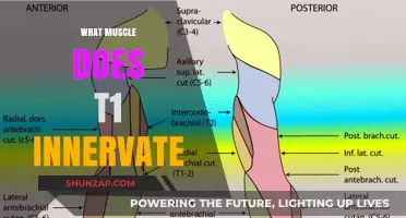 Understanding the T1 Innervation: Which Muscles Are Controlled?