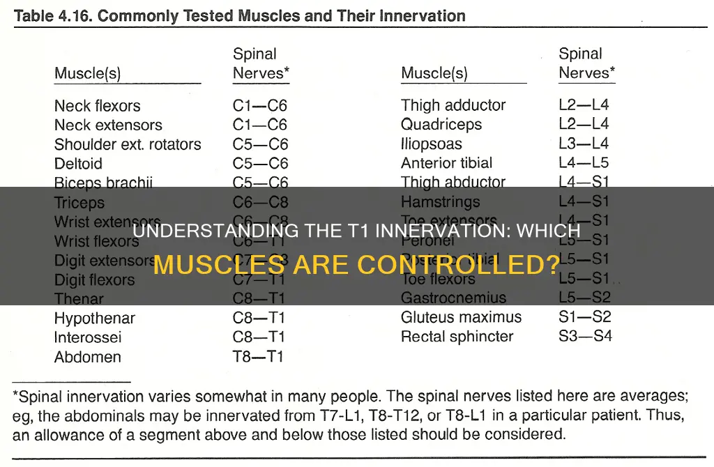 what muscle does t1 innervate