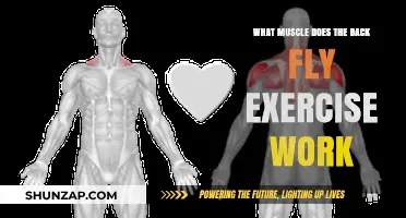 Back Fly Exercise: Target Muscles and Benefits Explained