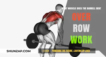 Barbell Bent Over Row: Target Muscles and Benefits Explained