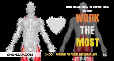 Conventional Deadlift: Primary Muscle Targeted and Its Benefits