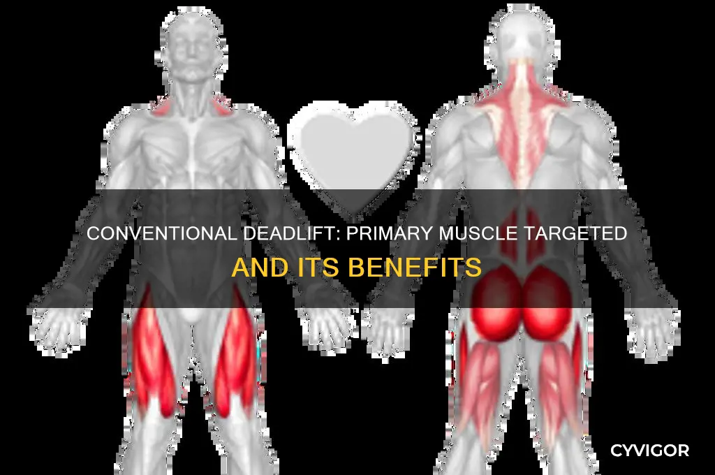 what muscle does the conventional deadlift work the most