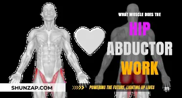 Hip Abductor Muscles: Functions, Benefits, and Effective Exercises Explained
