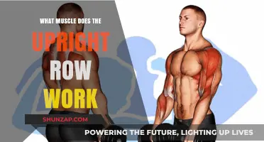 Upright Row Muscles: Targeted Areas and Benefits Explained