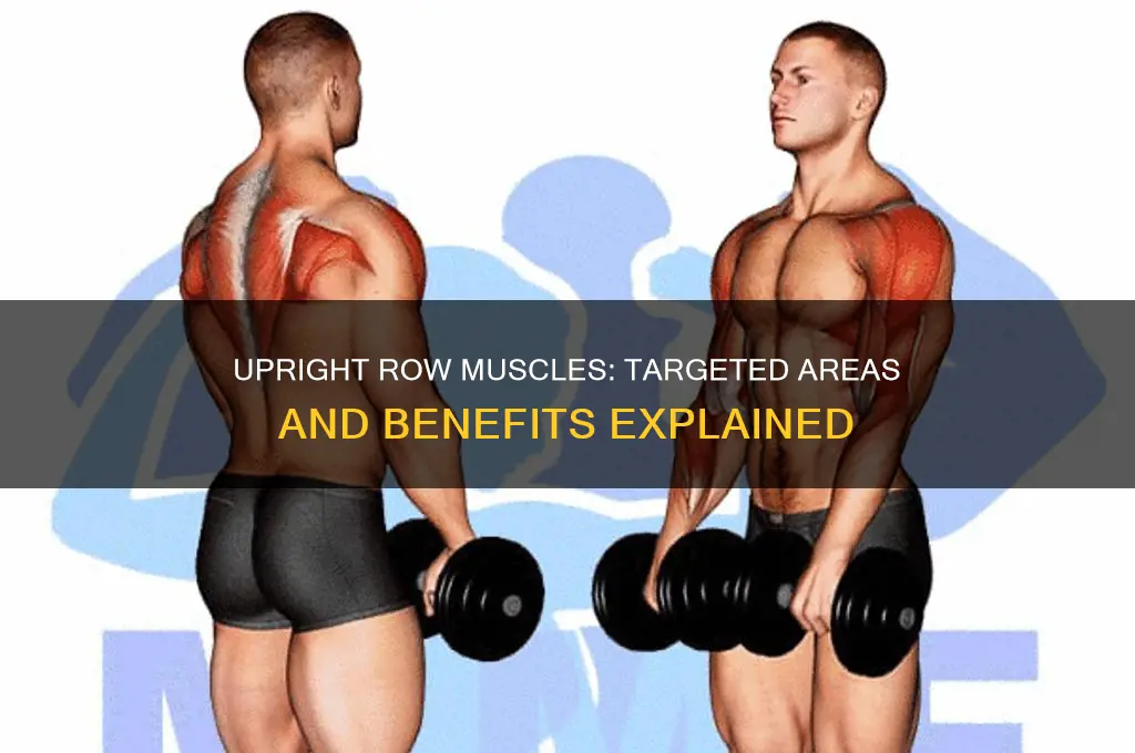 what muscle does the upright row work