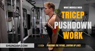 Tricep Pushdown: Targeted Muscles and Effective Workout Benefits