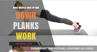 Up and Down Planks: Target Muscles and Core Benefits Explained