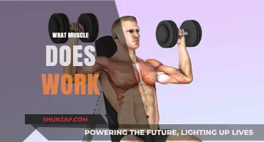 Understanding Muscle Function: Which Muscles Work During Exercise?