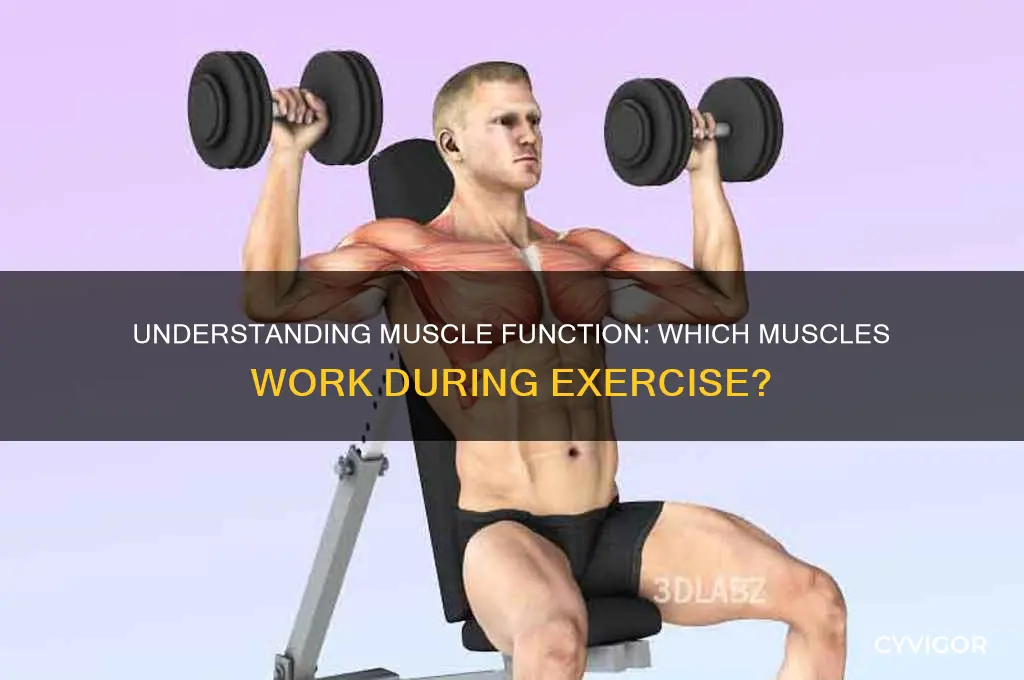 what muscle does work