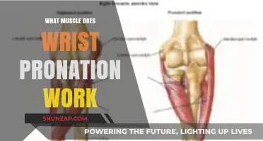 Wrist Pronation: Muscles Engaged and Strengthening Techniques Explained