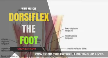 Foot Dorsiflexion: Which Muscles Are Involved and Why?