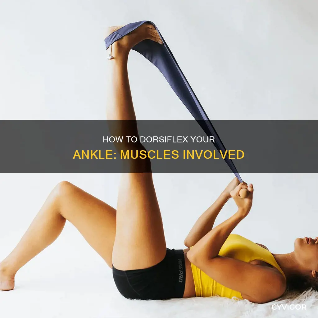 what muscle dorsiflexes the ankle