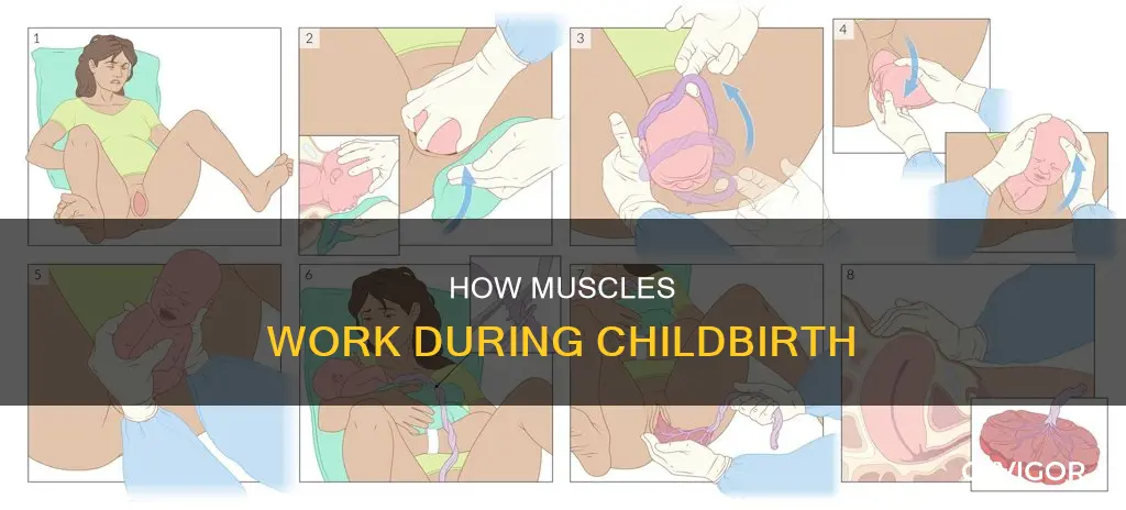 what muscle during dilation phase