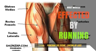 Running's Impact: Which Muscles Does Running Actually Work?