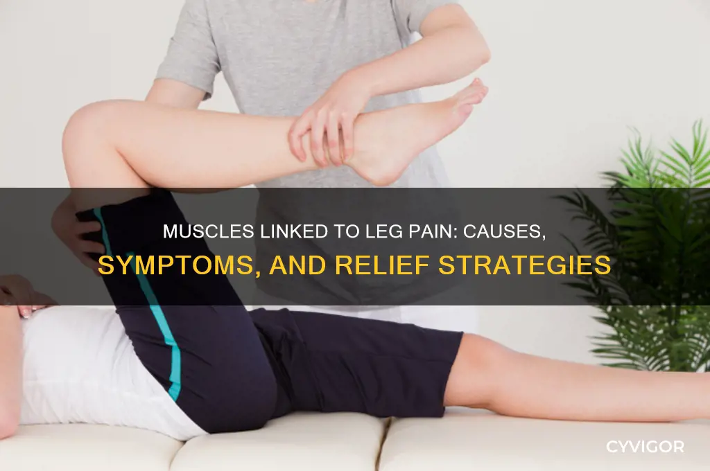 what muscle effects leg pain