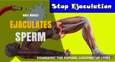The Muscular Mechanics of Ejaculation
