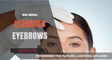Eyebrow Elevation: Which Muscles Are Responsible?