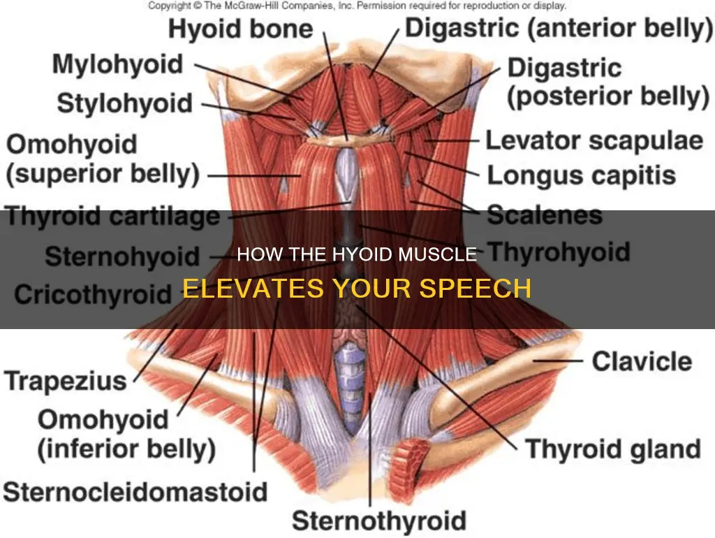 what muscle elevates hyoid