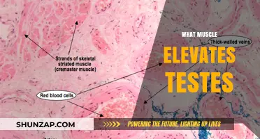 How the Muscles Elevate Testes: A Deep Dive