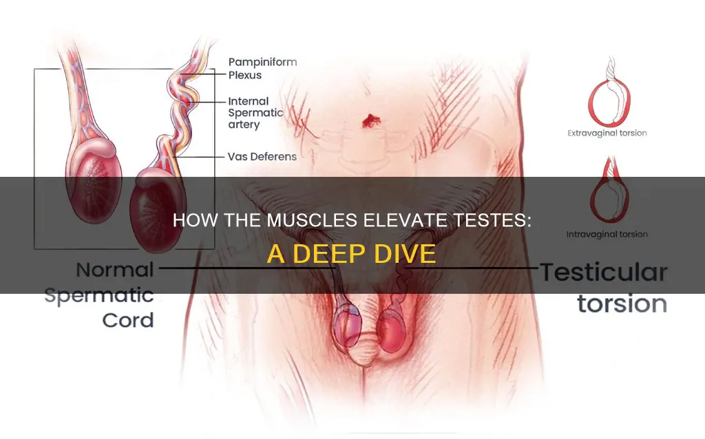 what muscle elevates testes