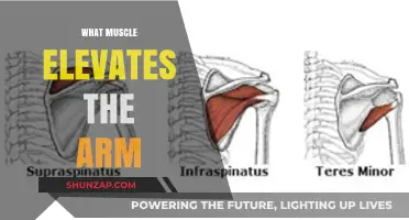 Which Muscle Elevates the Arm: Anatomy and Function Explained