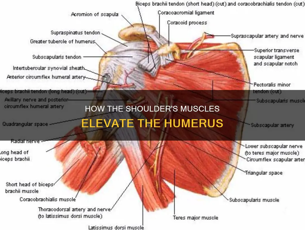 what muscle elevates the humerus