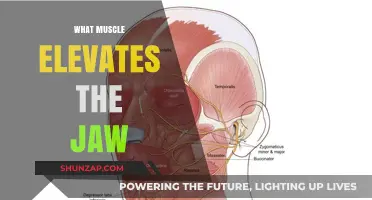 Jaw Muscle Mechanics: Elevating the Jaw