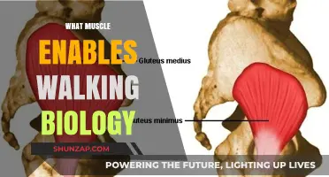 Walking Muscles: Biology's Power Steps