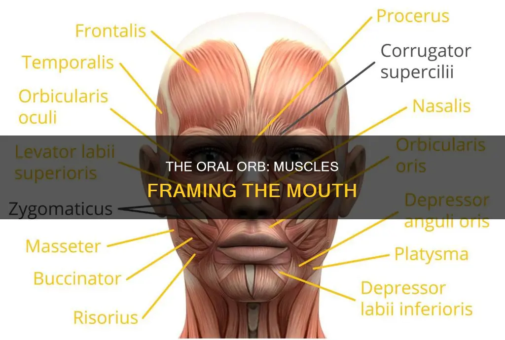 what muscle encircles the mouth