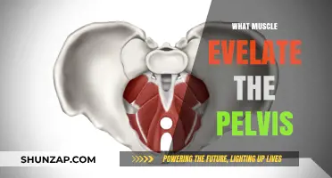 Pelvis Elevation: Which Muscles Are Key?